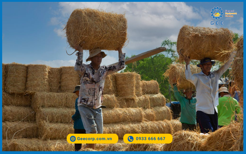 Dây đay Tossa dùng làm dây quấn rơm tại Việt Nam.